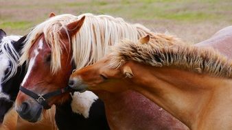 thoroughbred horse with foal closeup
