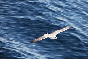 flight of seagulls over the sea