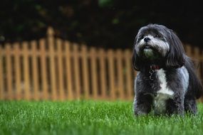 little hairy dog ââon the lawn