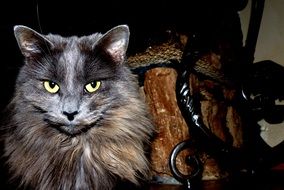 cat near a metal fence