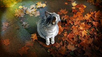 kitten sitting on the ground with autumn leaves