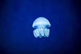 big jellyfish in blue water