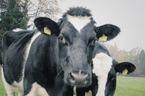 Two cows on the farm