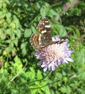 motley butterfly on the summer flower