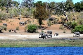 elephants in a safari near the watering