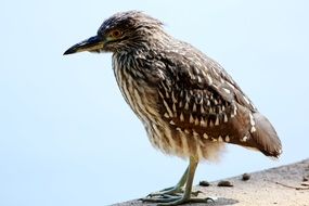small striped heron looks down