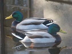 two beautiful mallards in the pond