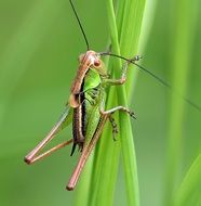 Grasshopper on the grass