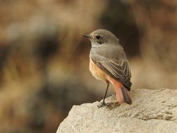Nature Robin