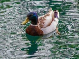 duck swims in salt water