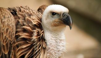 vulture on blurry background