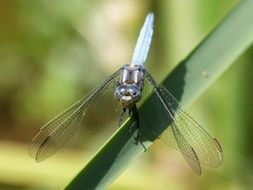 filigree blue dragonfly on the blade of grass