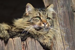 gray cat lies on a wooden fence