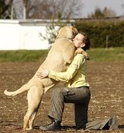 big dog mastiff with girl