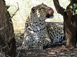 leopard among trees in light and shadow