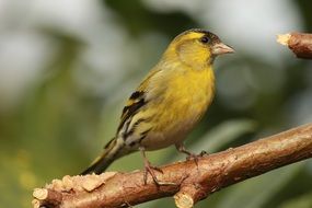 yellow bird on a branch on a blurred background