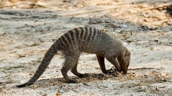 foraging banded mongoose