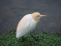 yellow heron, taipei