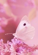 White and pink butterfly