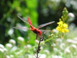 big red dragonfly on a branch close-up on blurred background