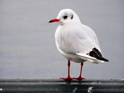 white gull on the parapet