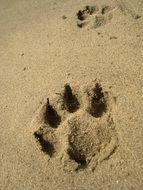 animal footprint in the sand close up