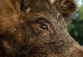 Wild Boar face