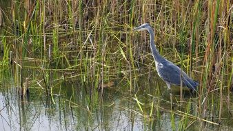 gray heron in a natural environment