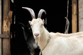 goat on a farm in summer