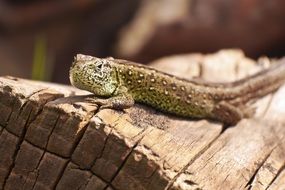 Lizard reptile animal close-up