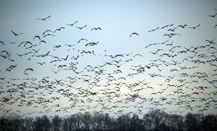 wild geese in winter