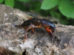 mole cricket in wildlife