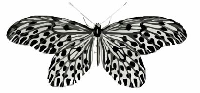 Butterfly Art drawing