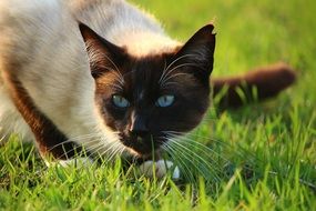 siamese cat lying on the green grass