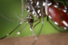 macro picture of mosquito on the human skin