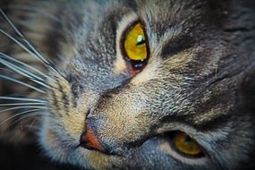 Cat with yellow eye