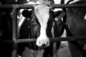 Cow Black And White