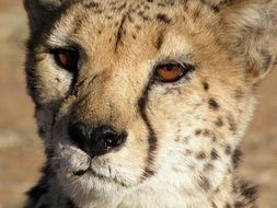wonderful and beautiful Cheetah