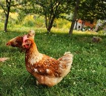 brown farm chicken on the grass