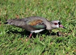 Brazilian bird walks on green grass