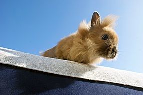 rabbit on a background of clear sky