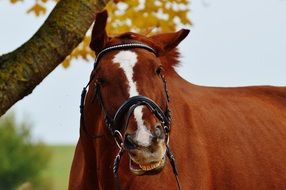 funny brown horse