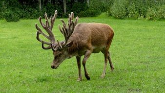 Deer Antler in the wildlife