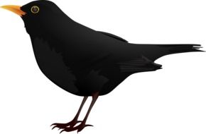 graphic image of a black bird with a yellow beak