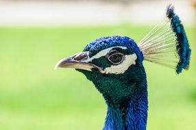 photo of a blue-green peacock head with long feathers