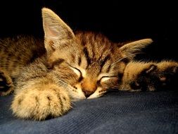 cute small Kitten Dormant portrait