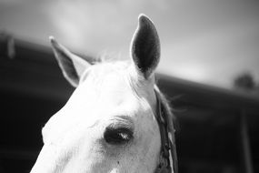 Portrait of white horse