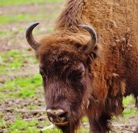 large bison in the wild park poing