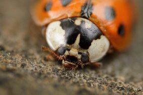 cute Ladybug