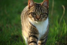 Mackerel Cat walking straigth by lawn